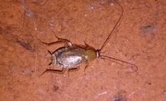 Ectobius pallidus