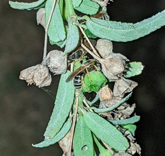 Odontalictus