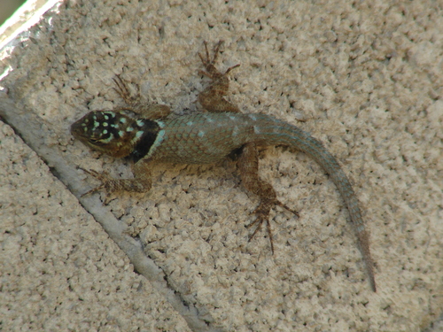 Yucatecan Blue Spiny Lizard