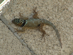 Sceloporus serrifer