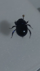 Geotrupes stercorarius