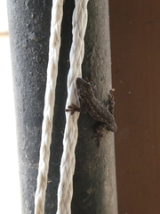 Lygodactylus angolensis