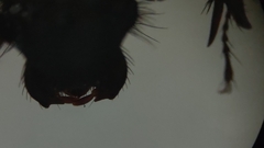 Geotrupes stercorarius