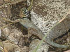 Sceloporus serrifer