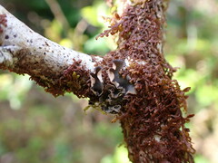Peltigera collina