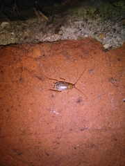 Ectobius pallidus