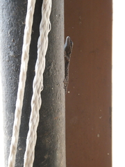 Lygodactylus angolensis