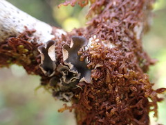 Peltigera collina