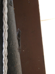 Lygodactylus angolensis