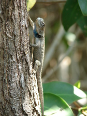 Sceloporus lundelli