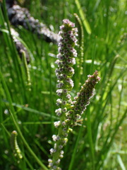Triglochin maritima