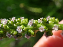 Triglochin maritima