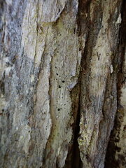 Mycocalicium