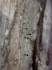 Mycocalicium