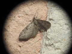 Eupithecia oxycedrata