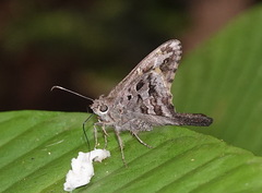 Thorybes dorantes dorantes