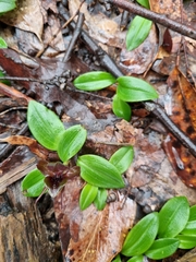 Chiloglottis
