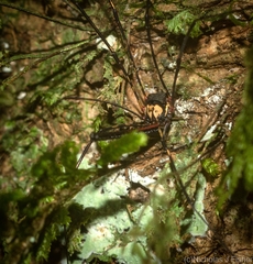Neopantopsalis pentheter