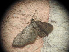 Eupithecia oxycedrata