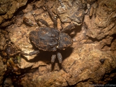 Paleticus subereus