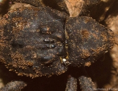 Paleticus subereus