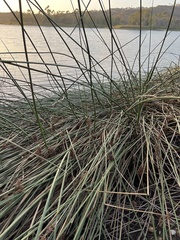 Schoenoplectus californicus