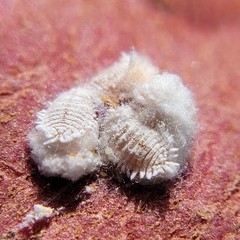 Pseudococcus