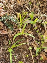 Pterostylis
