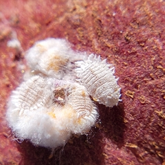 Pseudococcus