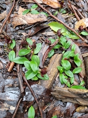 Chiloglottis