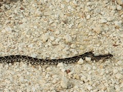 Crotalus tzabcan
