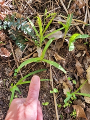 Pterostylis
