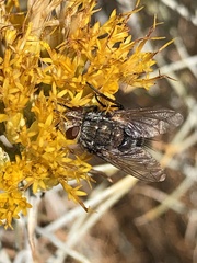 Linnaemya