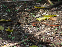 Aspidoscelis angusticeps