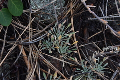 Boechera retrofracta