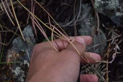 Boechera retrofracta