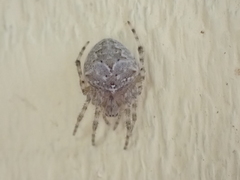 Araneus cavaticus