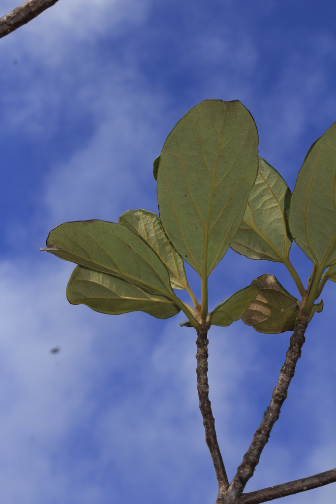 Gmelina neocaledonica