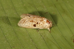 Spinulata acutipennis
