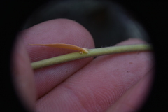 Boechera retrofracta