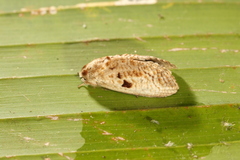 Spinulata acutipennis