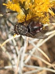 Linnaemya