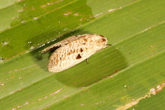 Spinulata acutipennis