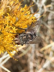 Linnaemya