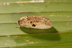 Spinulata acutipennis