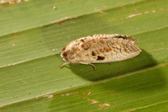 Spinulata acutipennis