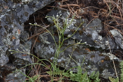 Crepis atribarba