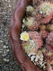 Mammillaria prolifera