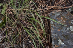 Crepis atribarba
