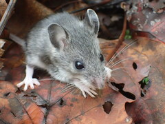 Peromyscus leucopus